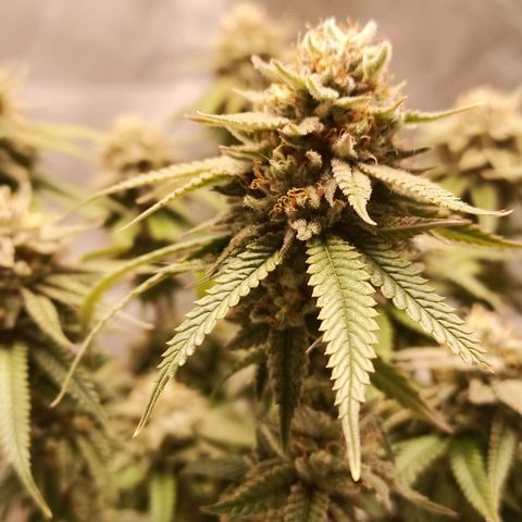 Semente encontrada em um bud growlog timeline photo
