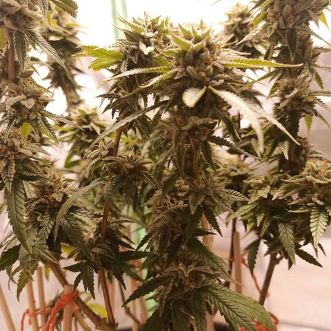 Semente encontrada em um bud growlog timeline photo