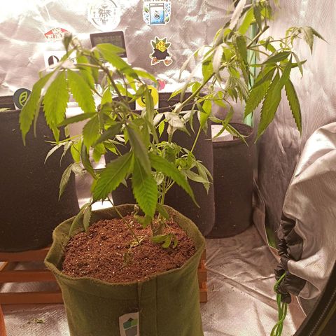 Preta Kush growlog timeline photo