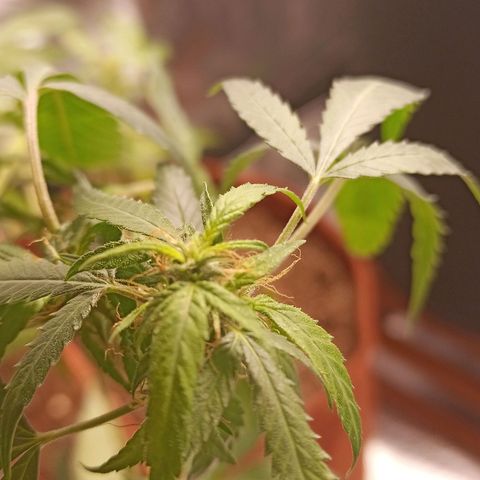 Black Pink Orange growlog timeline photo