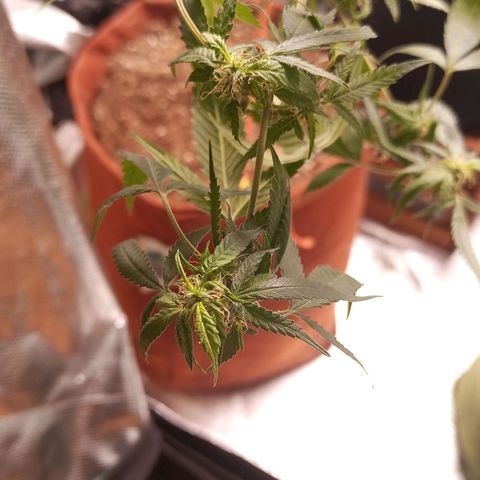 Black Pink Orange growlog timeline photo