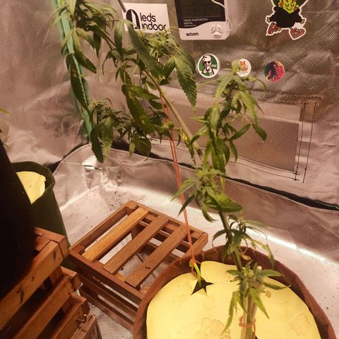 Black Pink Orange growlog timeline photo