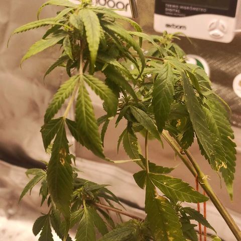 Black Pink Orange growlog timeline photo