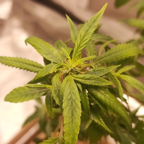 Black Pink Orange growlog timeline photo
