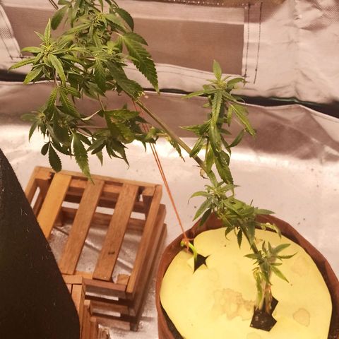 Black Pink Orange growlog timeline photo
