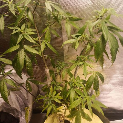 Preta Kush growlog timeline photo