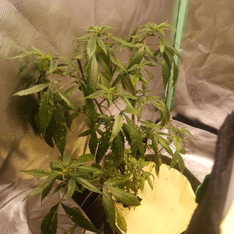 Preta Kush growlog timeline photo