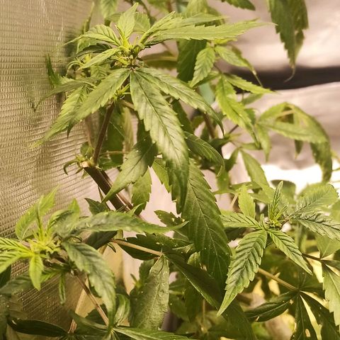 Preta Kush growlog timeline photo