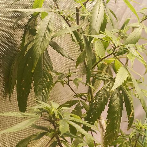 Preta Kush growlog timeline photo
