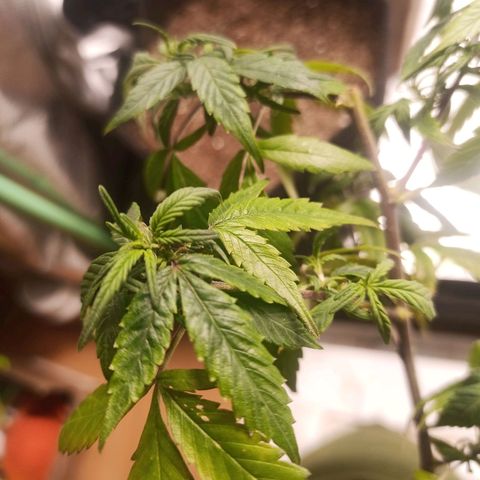 Preta Kush growlog timeline photo