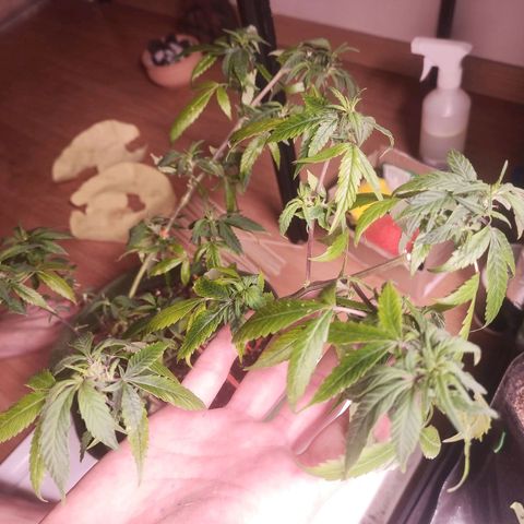 Preta Kush growlog timeline photo