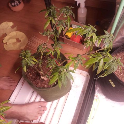 Preta Kush growlog timeline photo