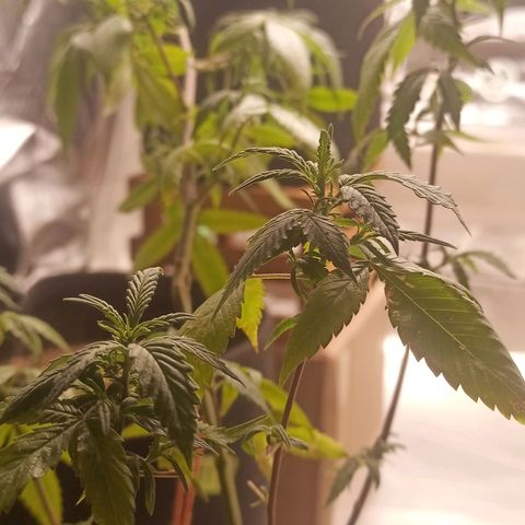 Preta Kush growlog timeline photo