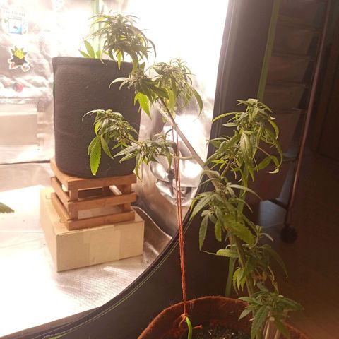 Black Pink Orange growlog timeline photo