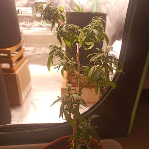 Black Pink Orange growlog timeline photo