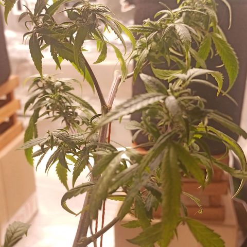 Black Pink Orange growlog timeline photo