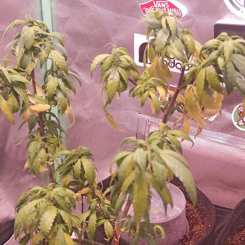Preta Kush growlog timeline photo