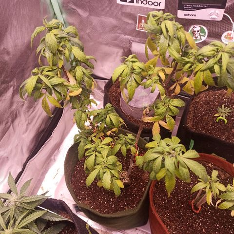 Preta Kush growlog timeline photo
