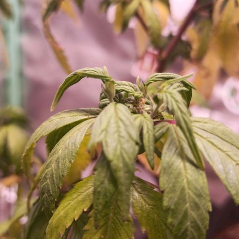 Preta Kush growlog timeline photo