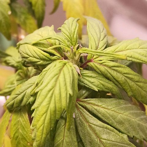 Preta Kush growlog timeline photo