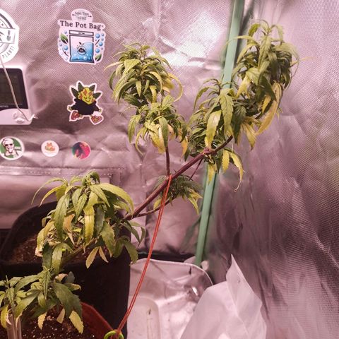 Black Pink Orange growlog timeline photo