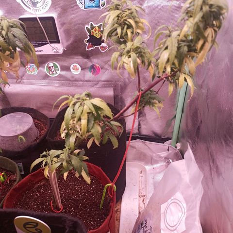 Black Pink Orange growlog timeline photo
