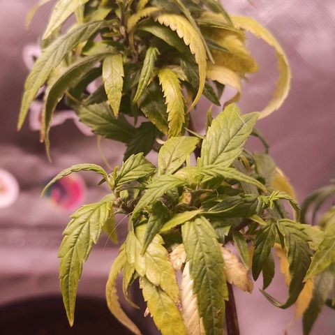 Black Pink Orange growlog timeline photo