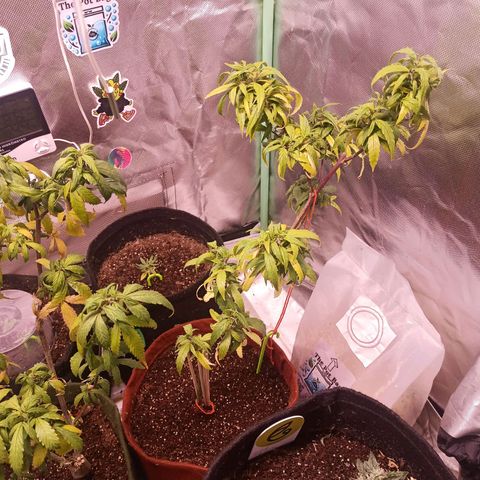 Black Pink Orange growlog timeline photo