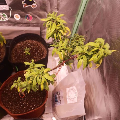Black Pink Orange growlog timeline photo