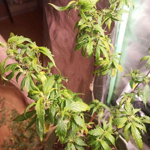 Preta Kush growlog timeline photo