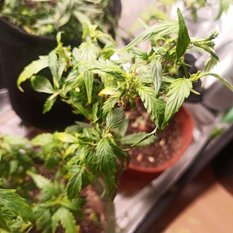 Preta Kush growlog timeline photo