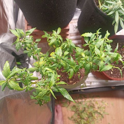 Preta Kush growlog timeline photo