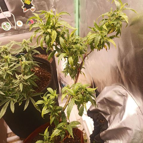 Black Pink Orange growlog timeline photo