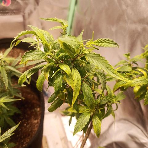 Black Pink Orange growlog timeline photo