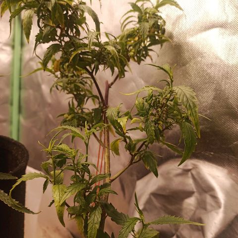 Black Pink Orange growlog timeline photo