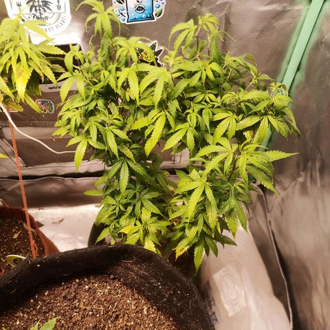 Preta Kush growlog timeline photo