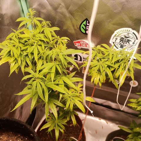 Preta Kush growlog timeline photo