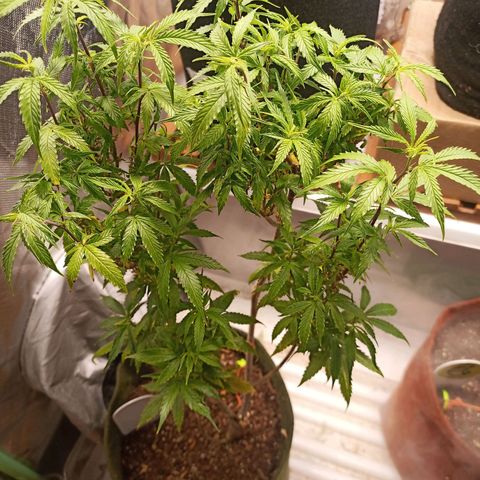Preta Kush growlog timeline photo
