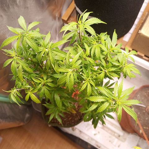 Preta Kush growlog timeline photo