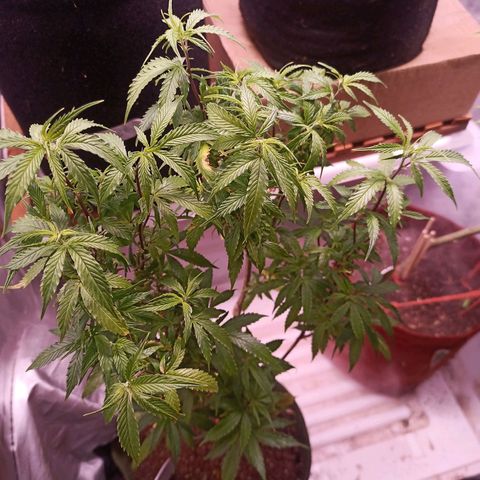 Preta Kush growlog timeline photo