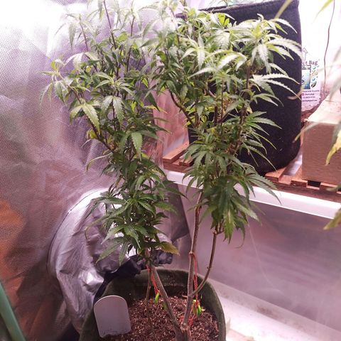 Preta Kush growlog timeline photo