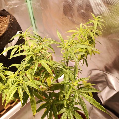 Black Pink Orange growlog timeline photo