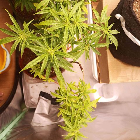 Black Pink Orange growlog timeline photo