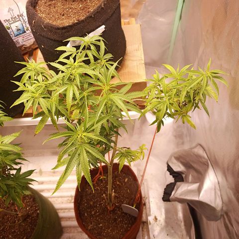 Black Pink Orange growlog timeline photo