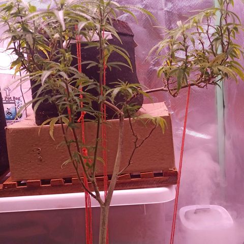 Black Pink Orange growlog timeline photo