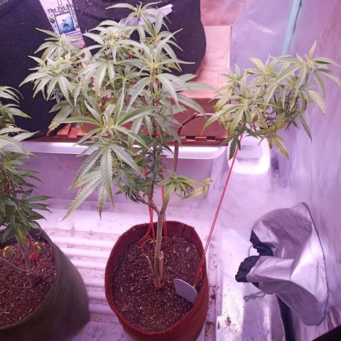 Black Pink Orange growlog timeline photo