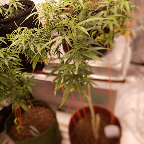 Black Pink Orange growlog timeline photo