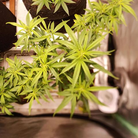 Black Pink Orange growlog timeline photo