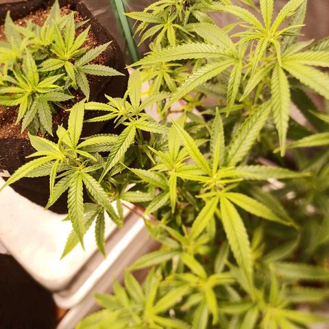 Black Pink Orange growlog timeline photo