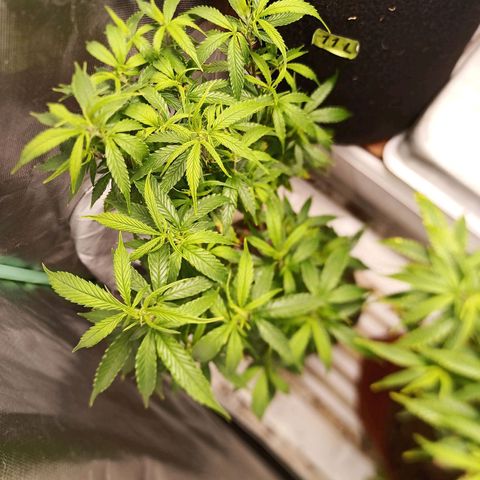 Preta Kush growlog timeline photo